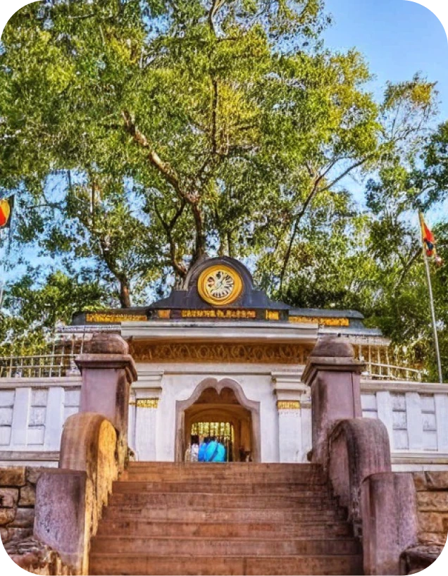 Maha Bodhi Tree